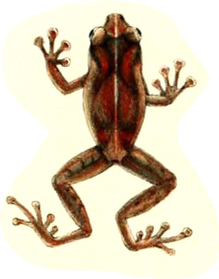 Oreophryne celebensis