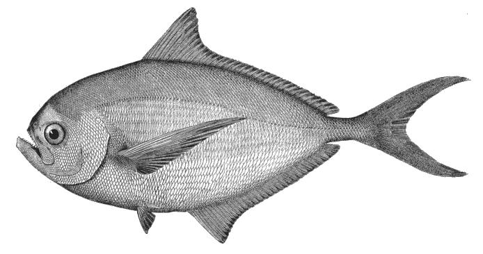 Bramidae