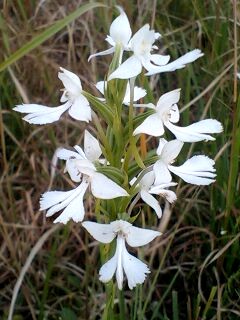 Habenaria dentata
