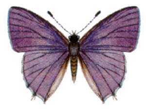 Anthene