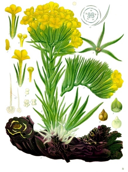 Arnebia densiflora