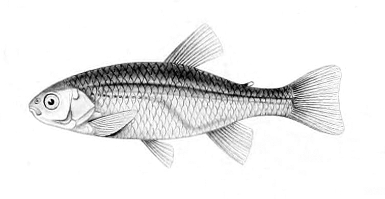 Cheirodon pisciculus