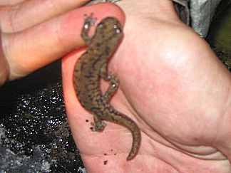 Mount Lyell salamander