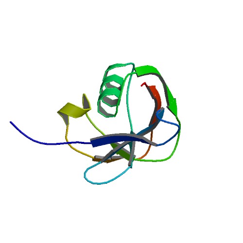 CD5