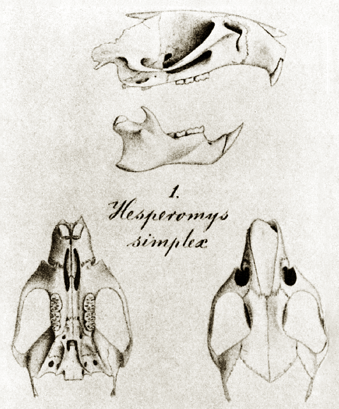 Pseudoryzomys simplex