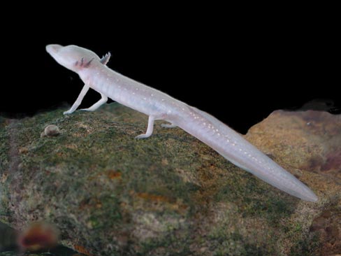 Eurycea rathbuni