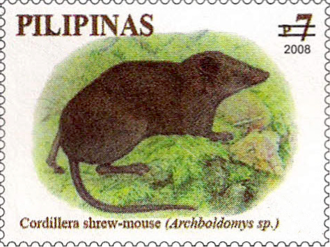 Soricomys kalinga