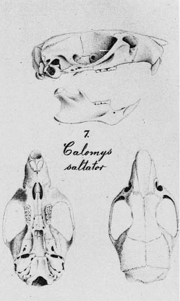 Hylaeamys laticeps