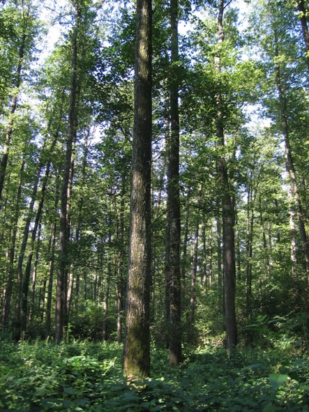 Kalinovac