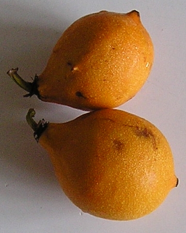 Garcinia brasiliensis