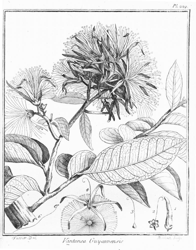 Humiriaceae