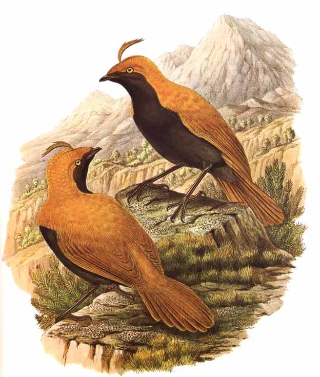 Cnemophilidae