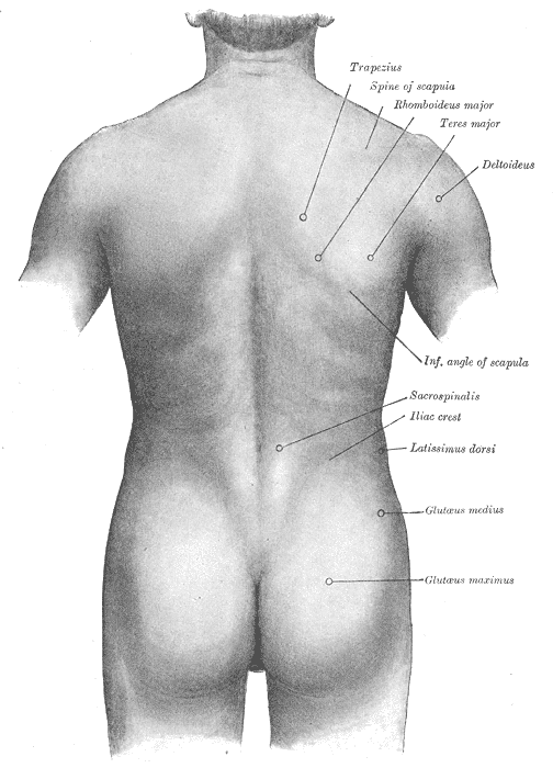 back