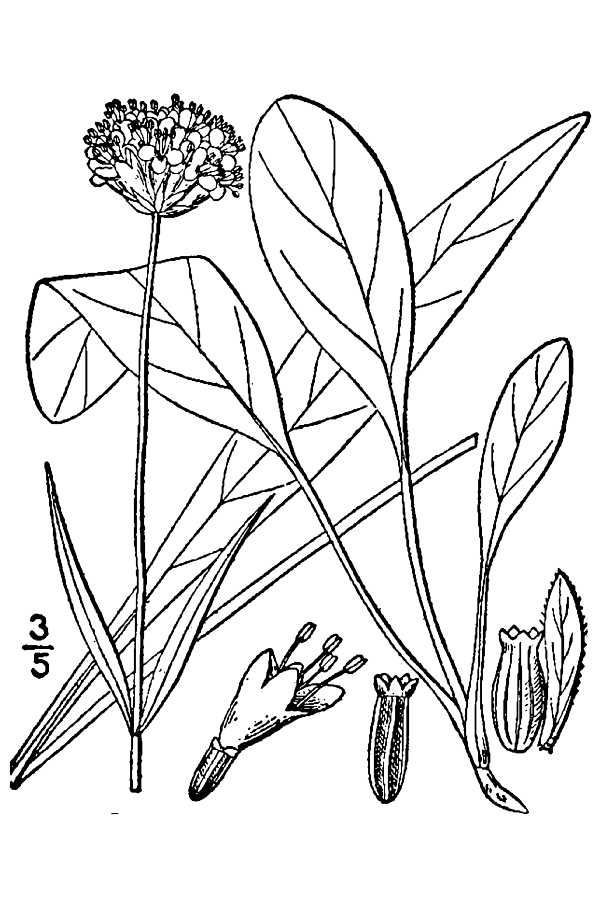 Succisella