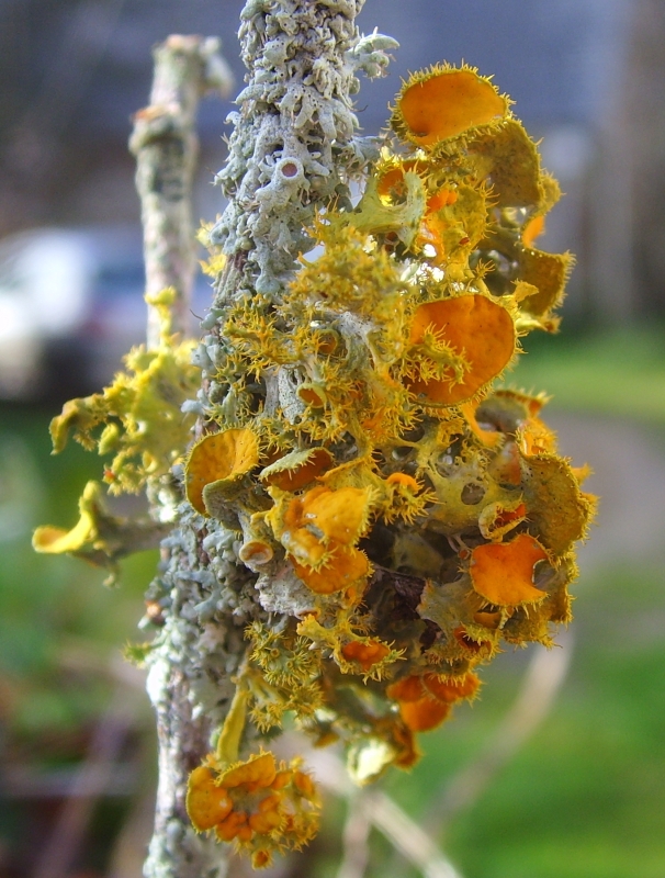 Teloschistales