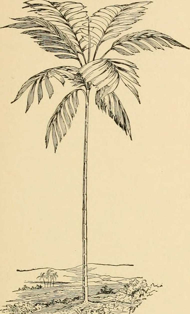 Balaka