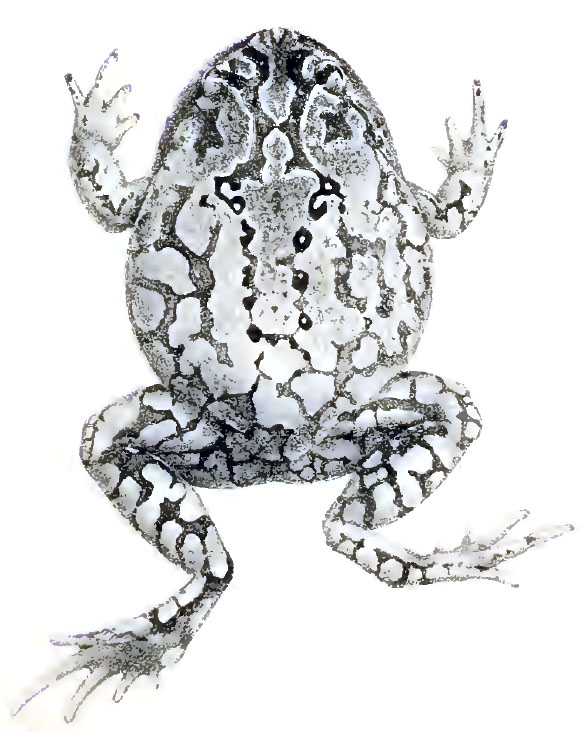 Calluella