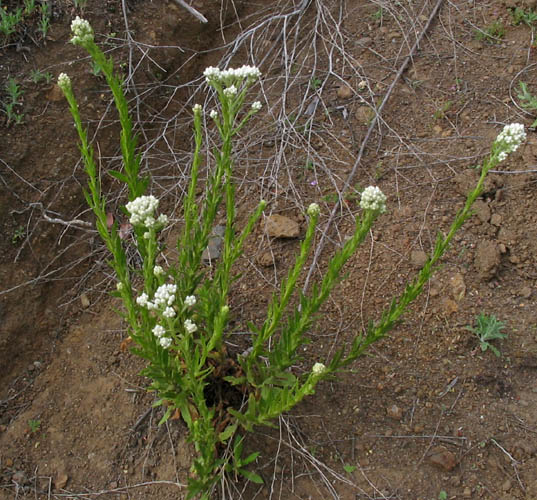 Pseudognaphalium