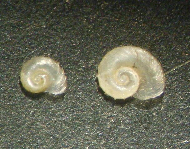 Gyraulus