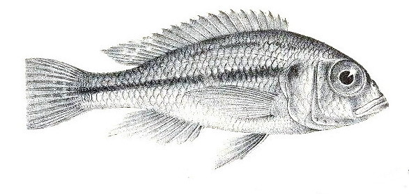 Haplochromis martini
