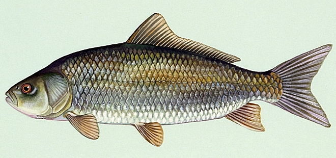 Ictiobus