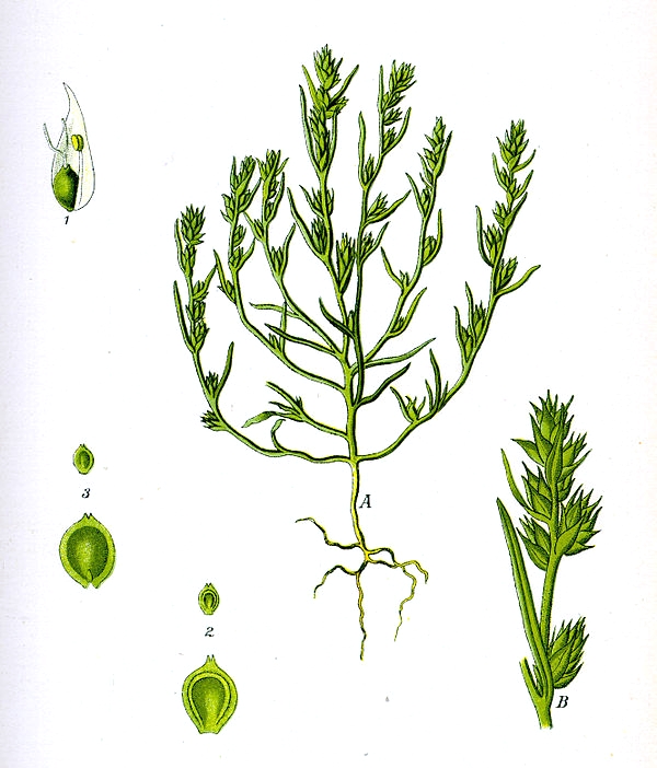 Corispermum