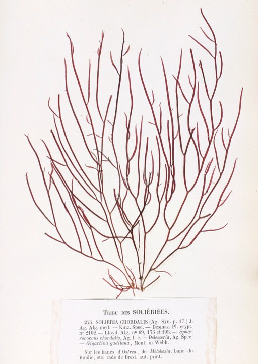 Solieriaceae