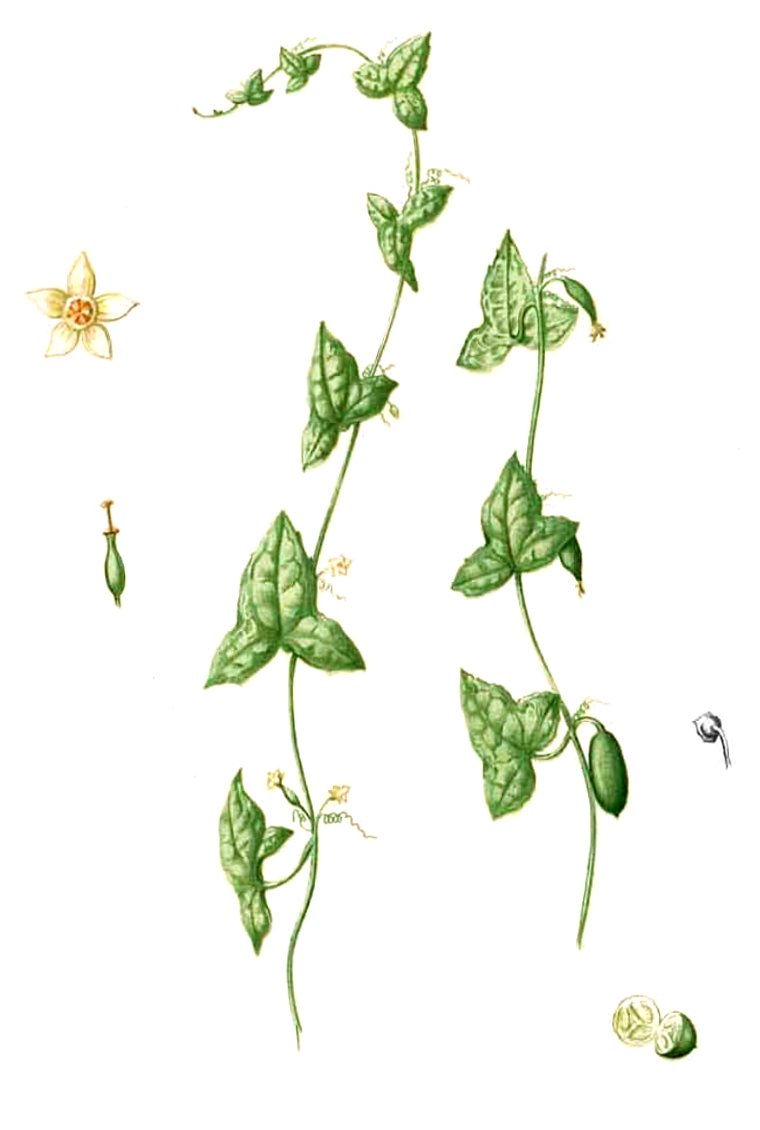 Zehneria