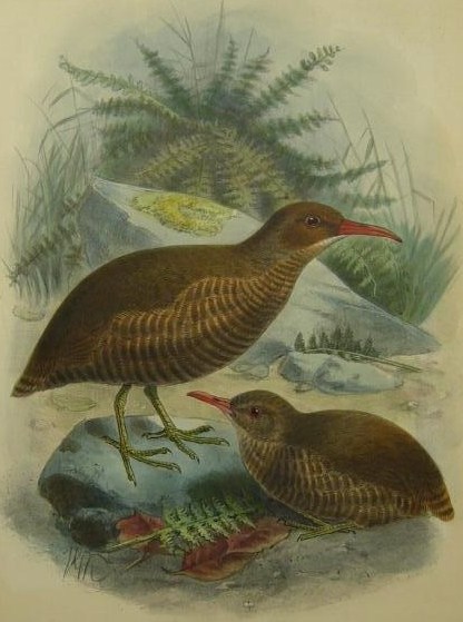 Gallirallus modestus