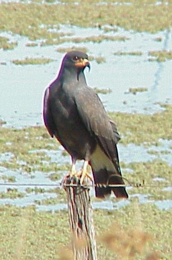 Rostrhamus