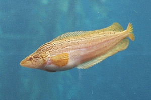 Clinid