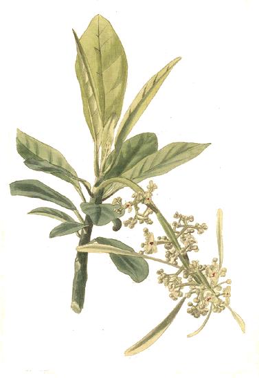 Omphalea