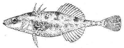 Apeltes quadracus