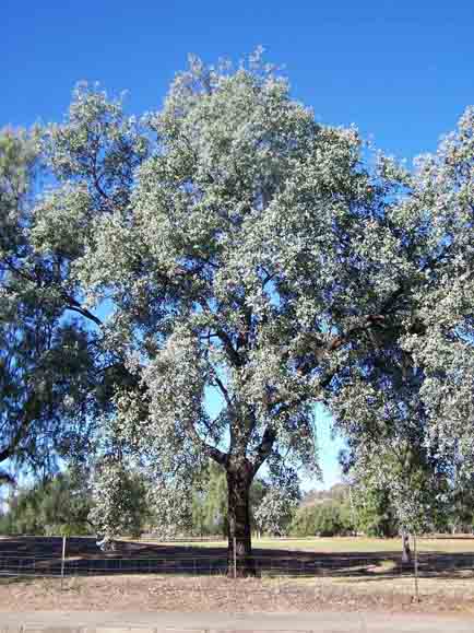 Eucalyptus melanophloia