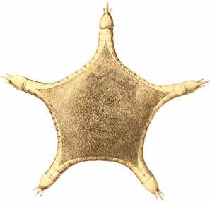 Porcellanasteridae