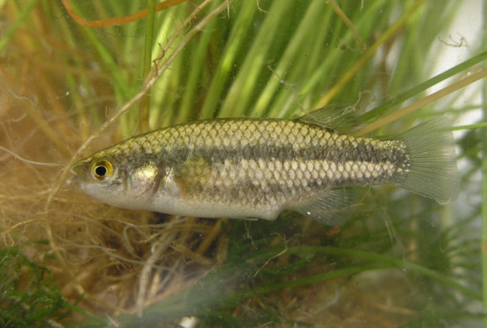 Crenichthys