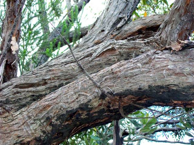 Eucalyptus umbra