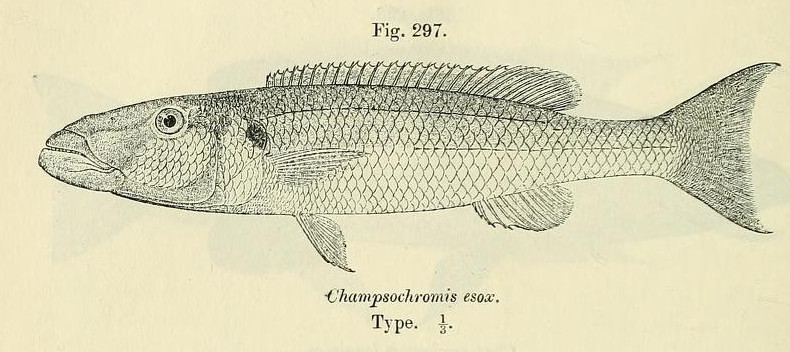 Rhamphochromis esox