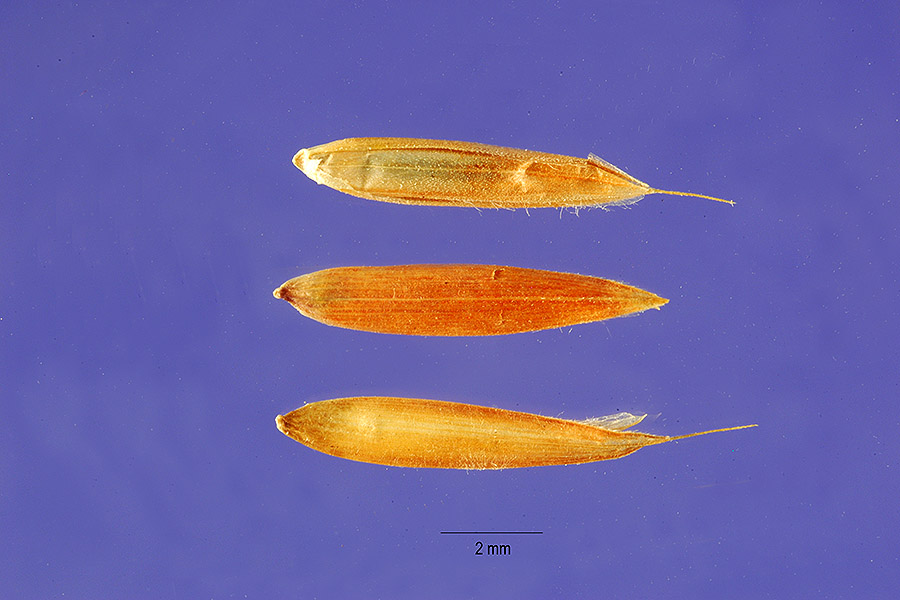 Andropogon gayanus