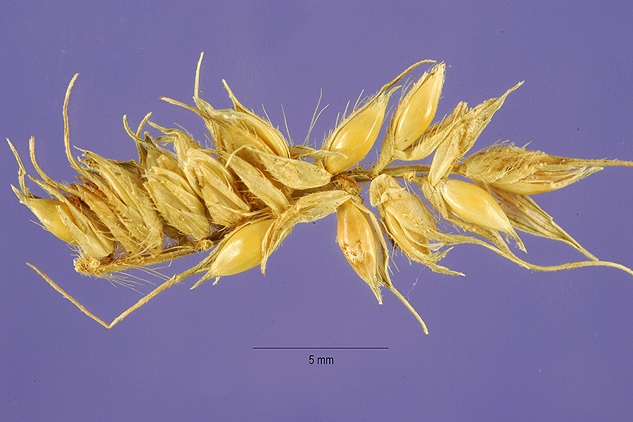 Echinochloa stagnina