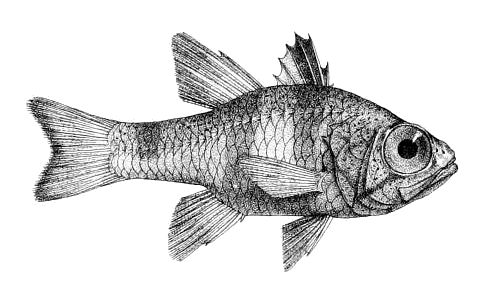 Nectamia
