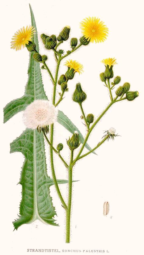 Sonchus palustris