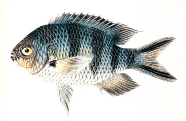Pomacentridae
