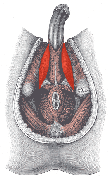 ischiocavernosus muscle