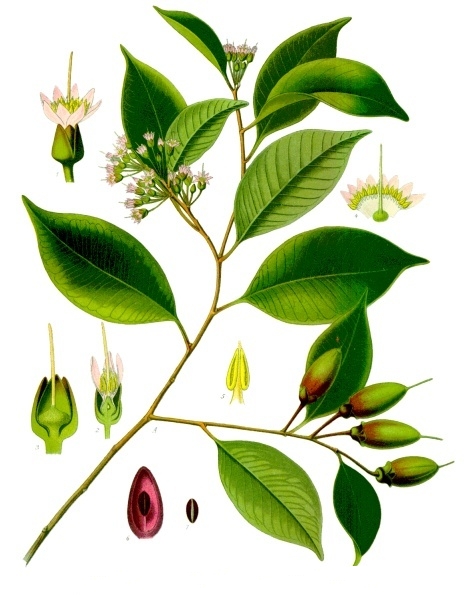 Payena