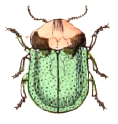Cassida panzeri