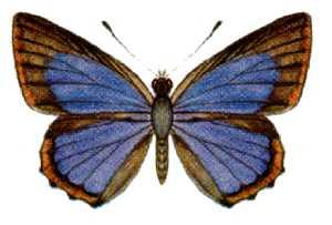 Hypochrysops