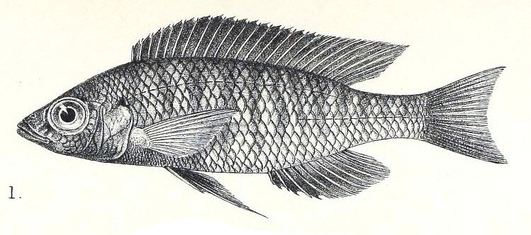 Mchenga
