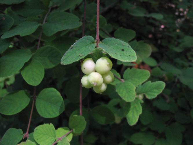 Symphoricarpos mollis