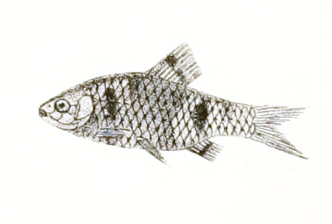 Spottedsail barb